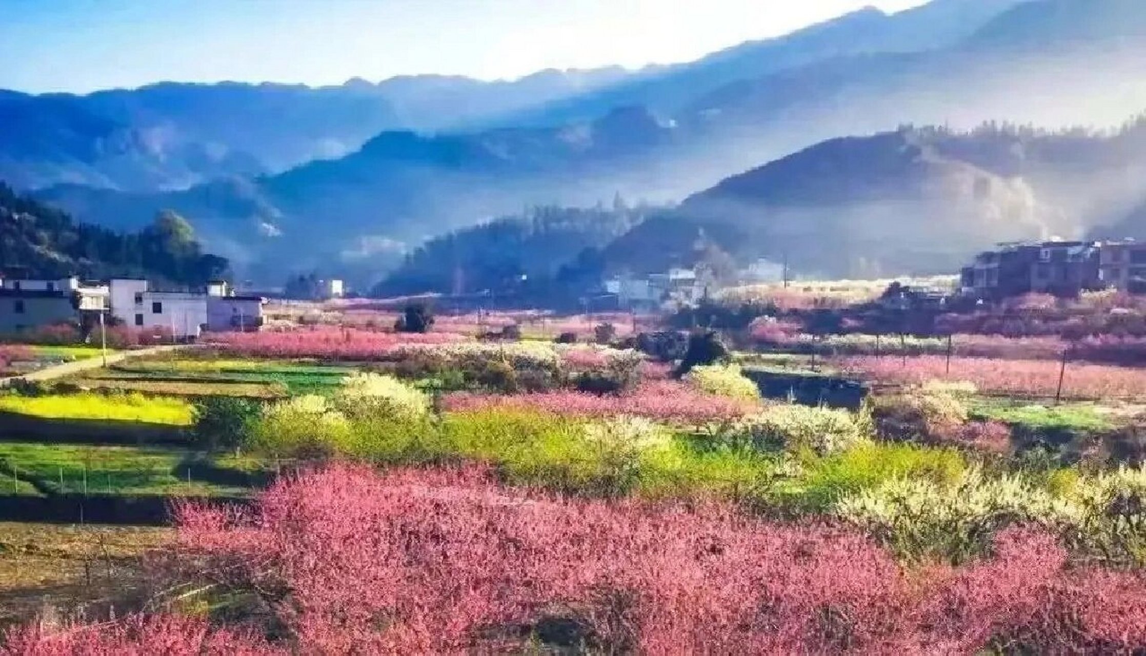 韶关九峰山桃花图片