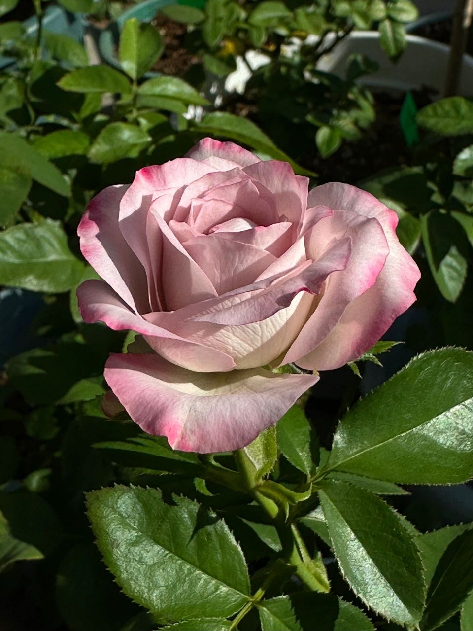 气场月季|气场玫瑰广东夏日表现       很多人都说气场跟紫魂香水很像