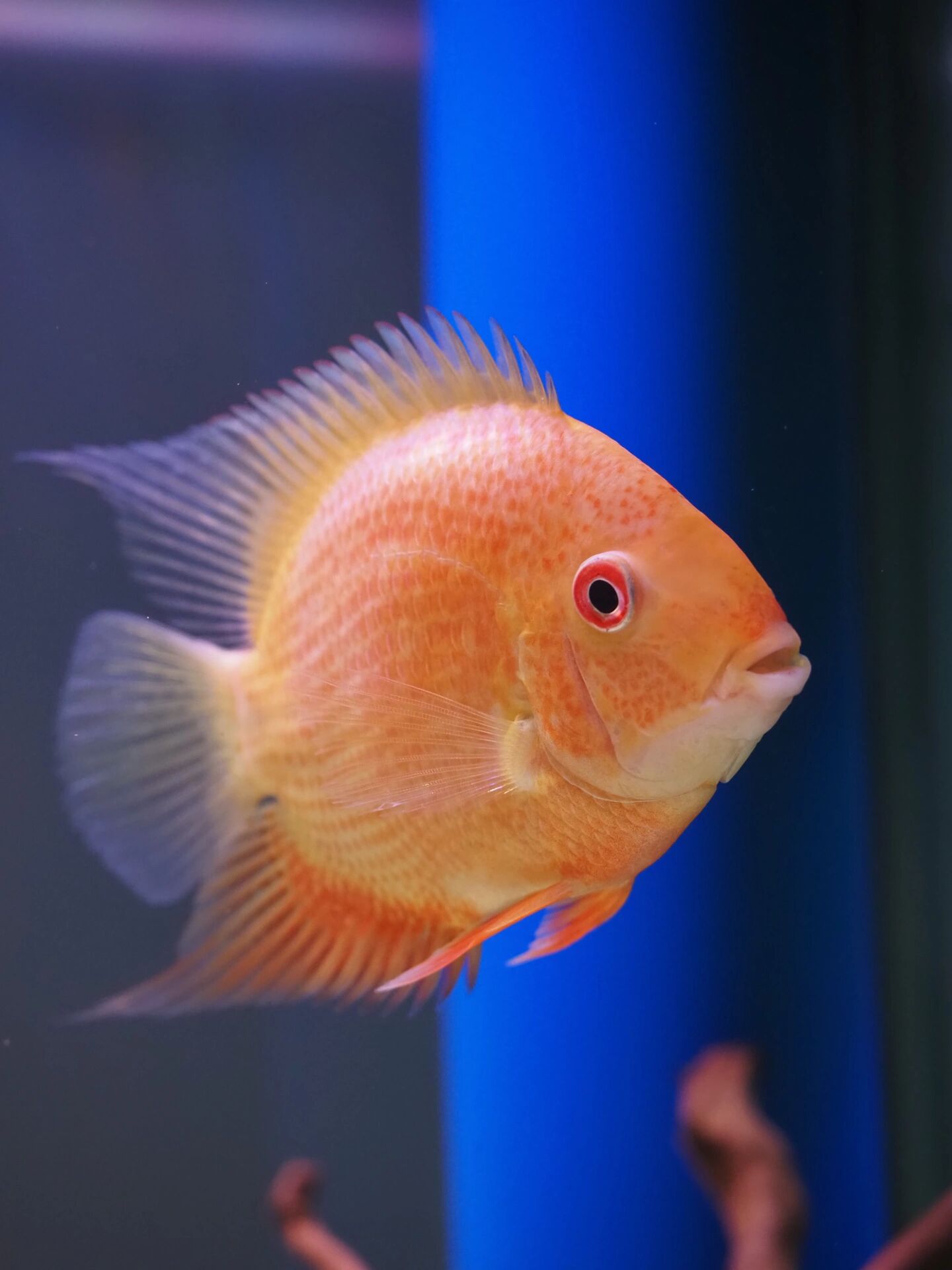 菠萝鱼