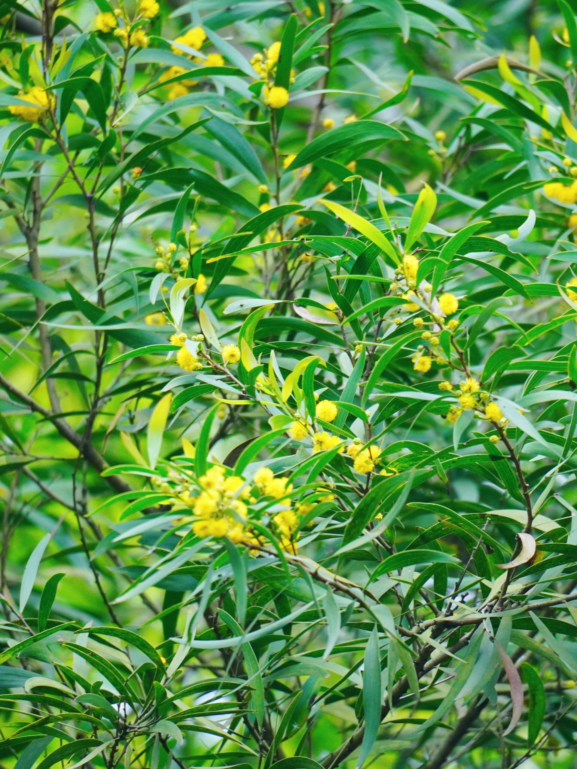 植物笔记84 | 在山野,你见到相思开了花吗 植物:台湾相思  豆科相思树