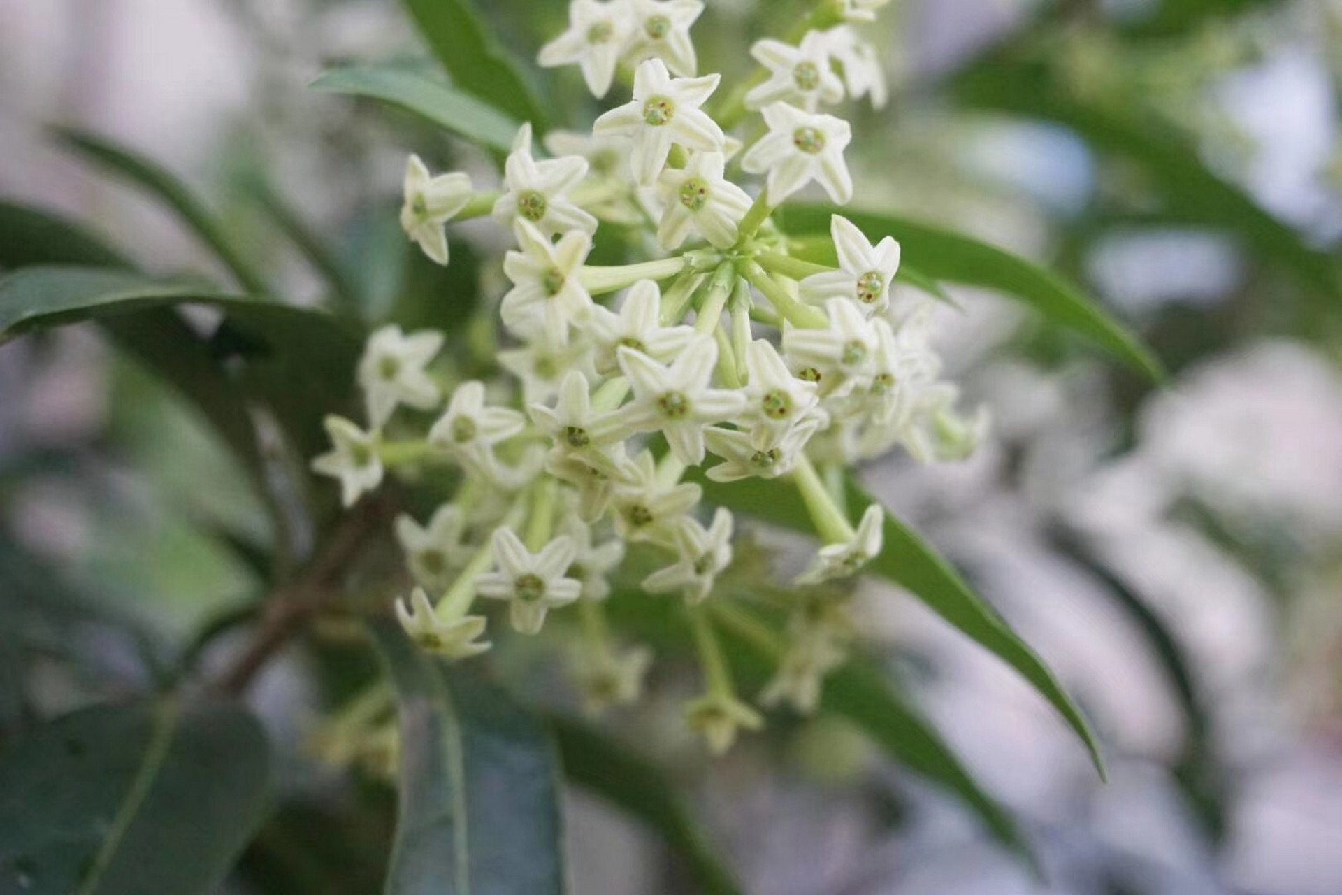 夜来香第一次开花长这样