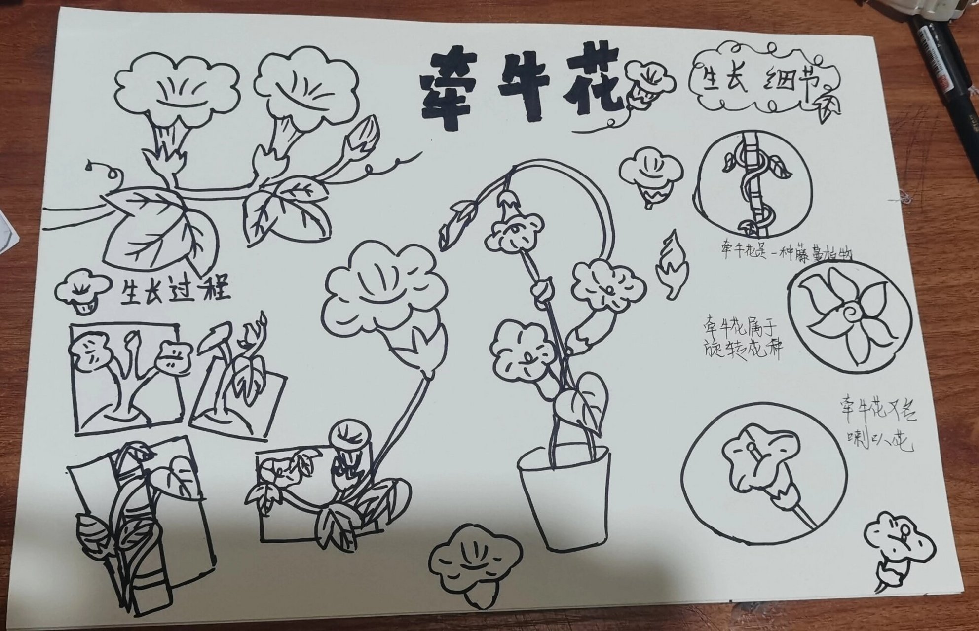 牵牛花自然笔记
