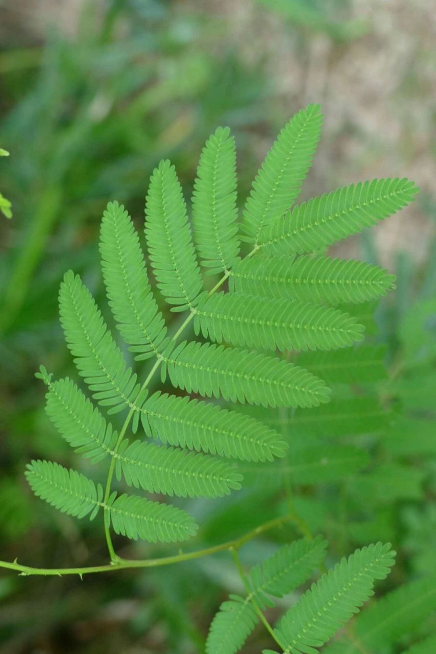 每日植物-含羞草 叶片为什么一碰会合拢 含羞草  花色