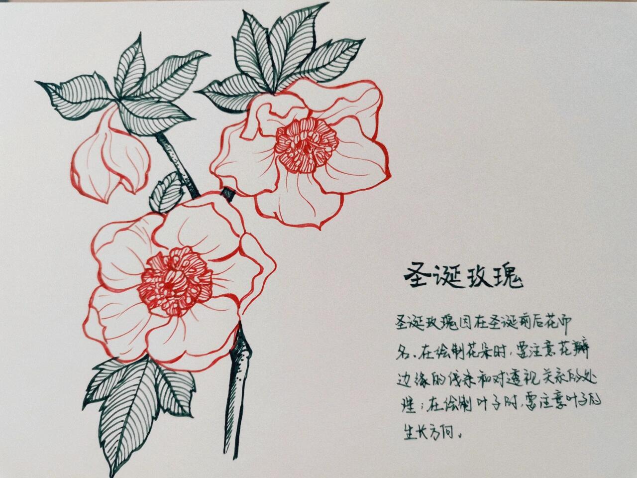 手绘花朵——圣诞玫瑰