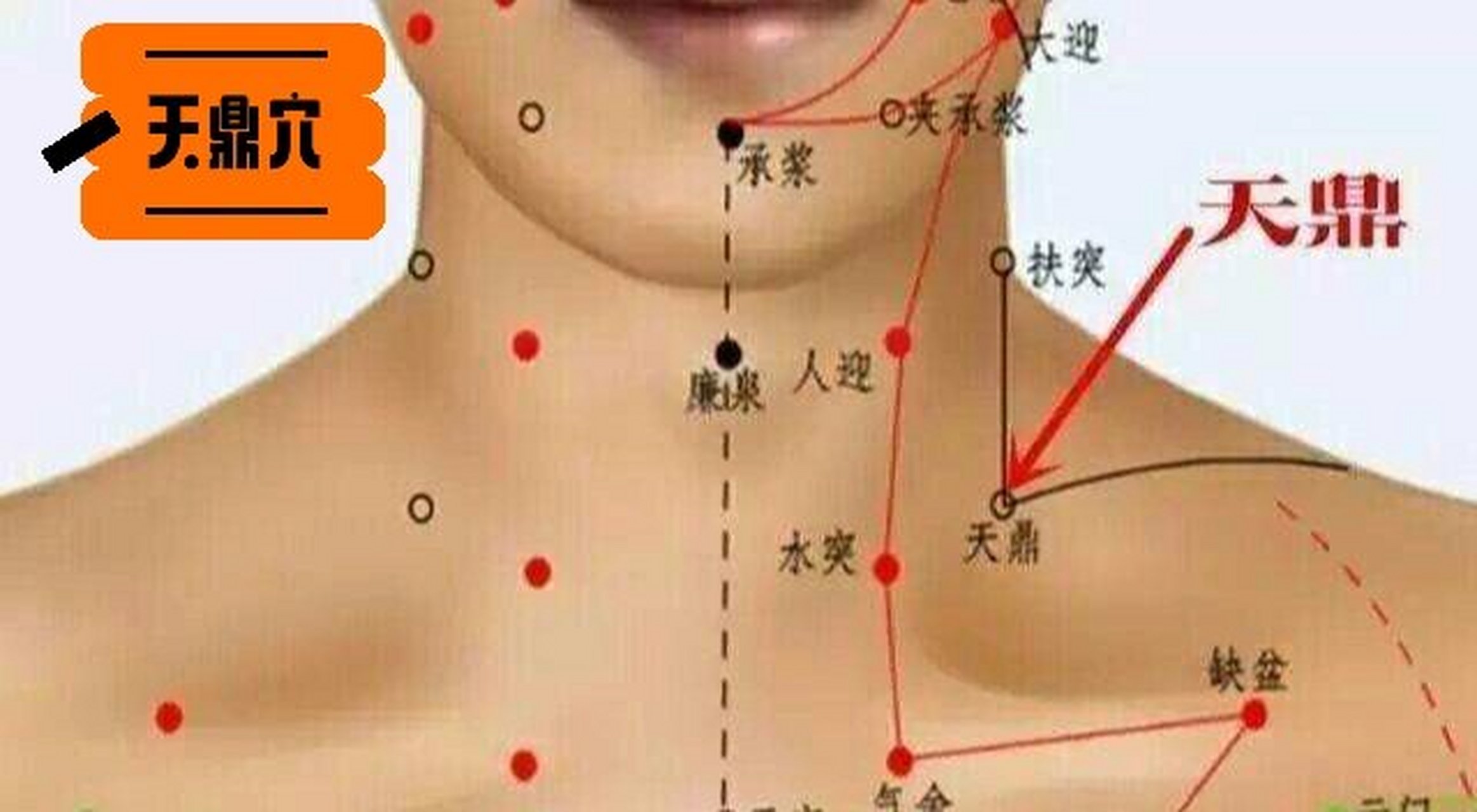 乳突的准确位置图作用图片