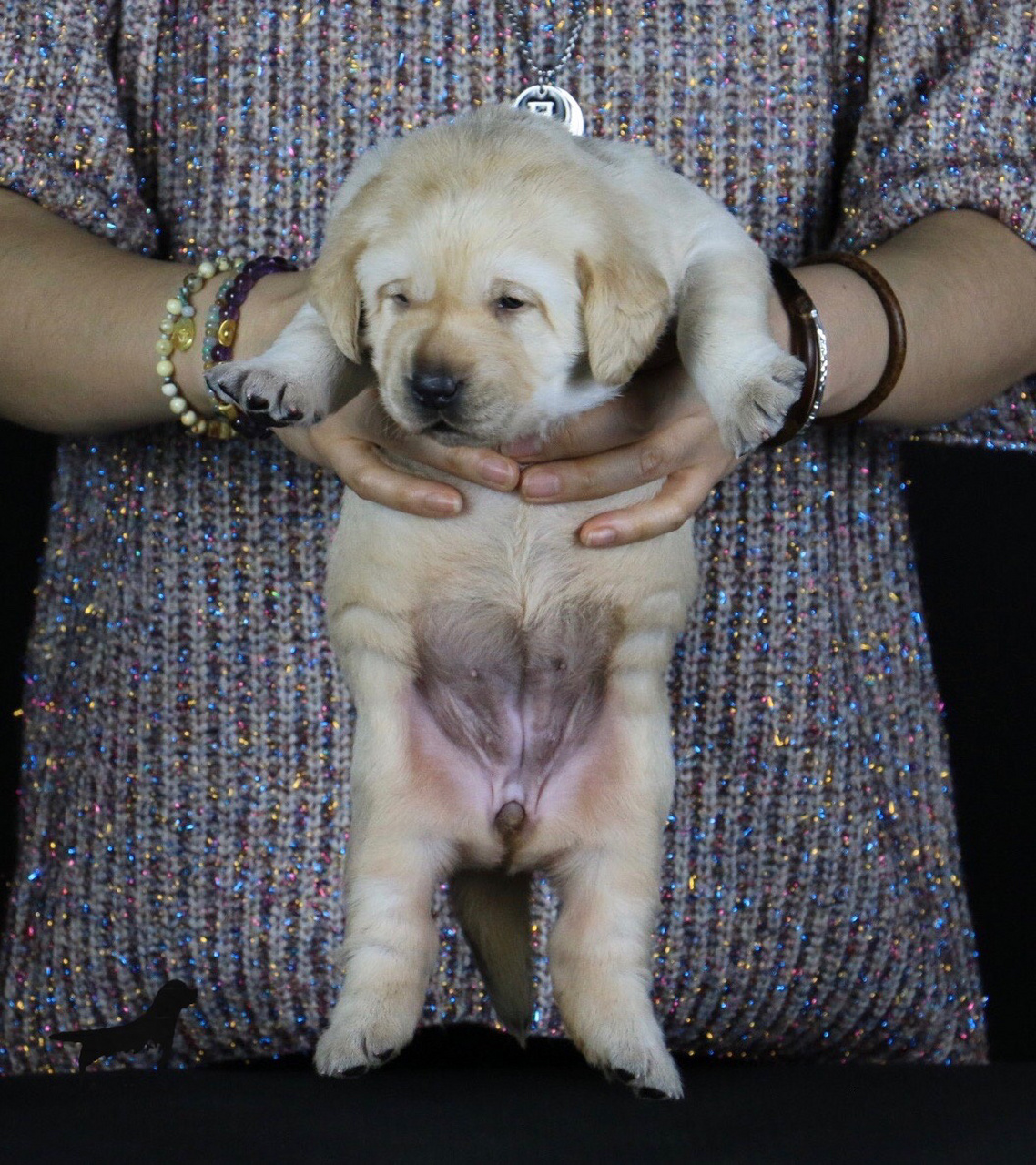 纯种血统拉布拉多寻回猎犬 欧洲引进,六国冠军,超级冠军,世界冠军