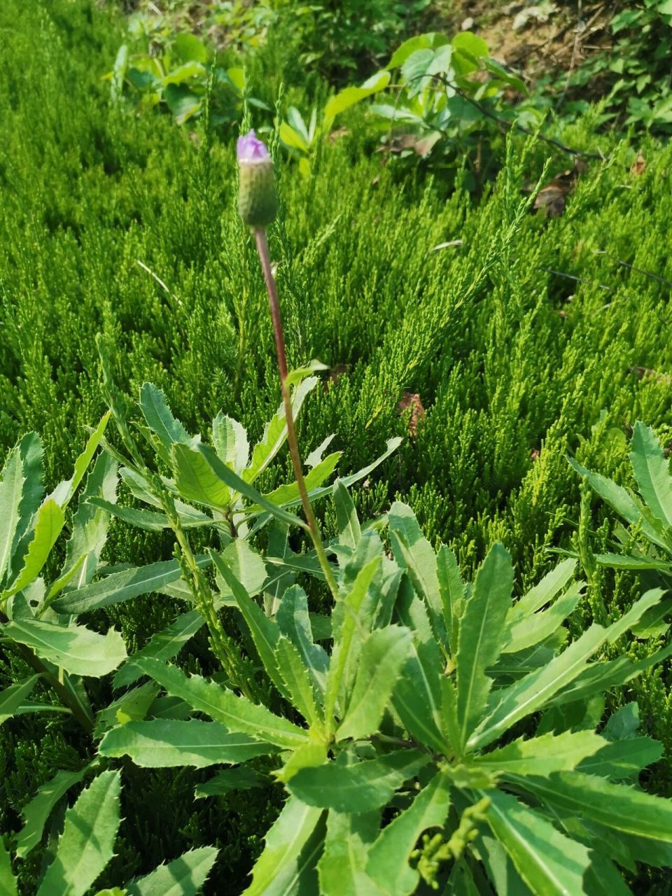 小蓟功效图片