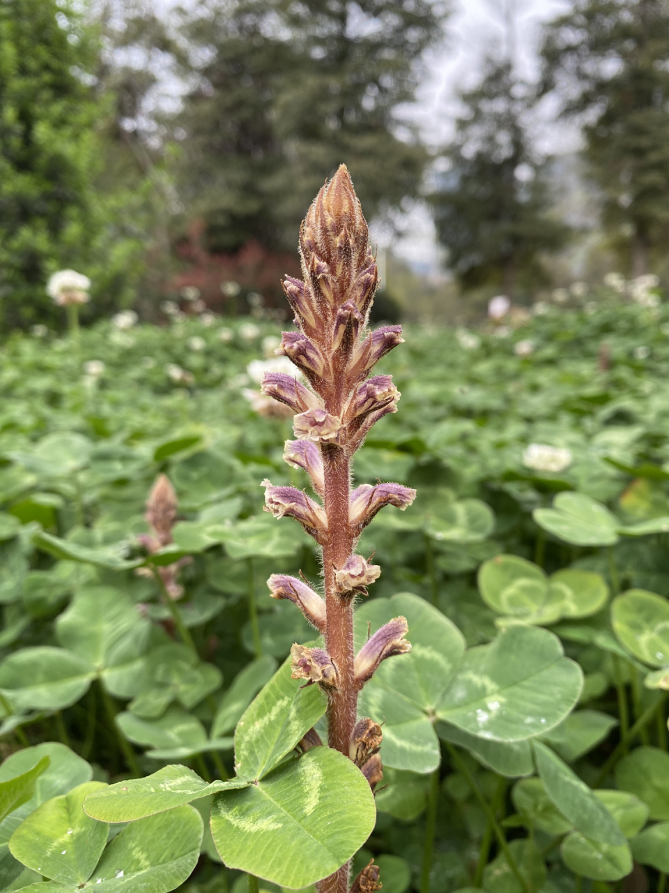 在草坪里看到一个不认识的植物,度娘说是列当,是天冬的"污化植物三连"