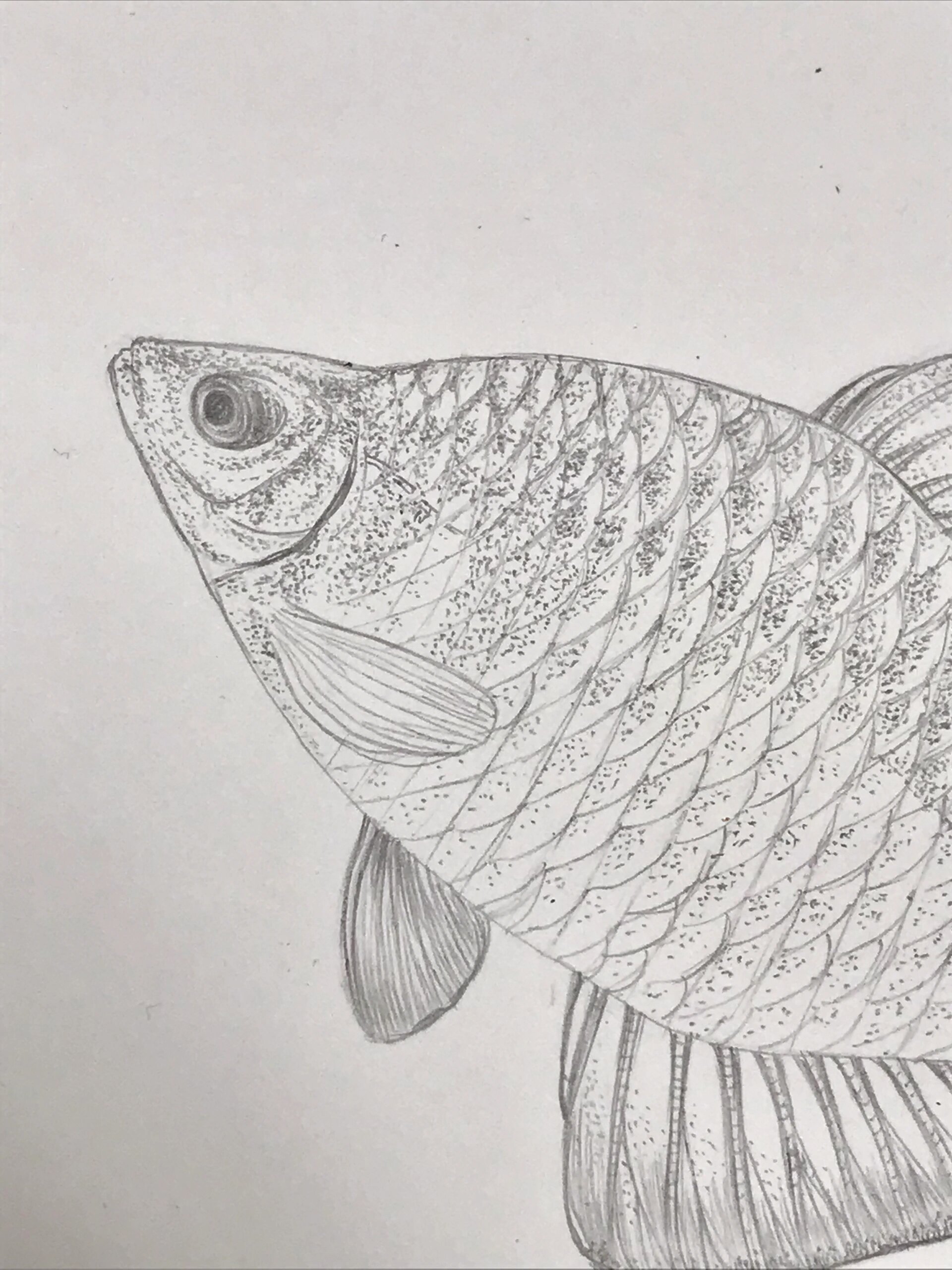 图鉴 178今个画高体鳑鲏 高体的婚姻色是大自然的撞色设计,腹鳍还有