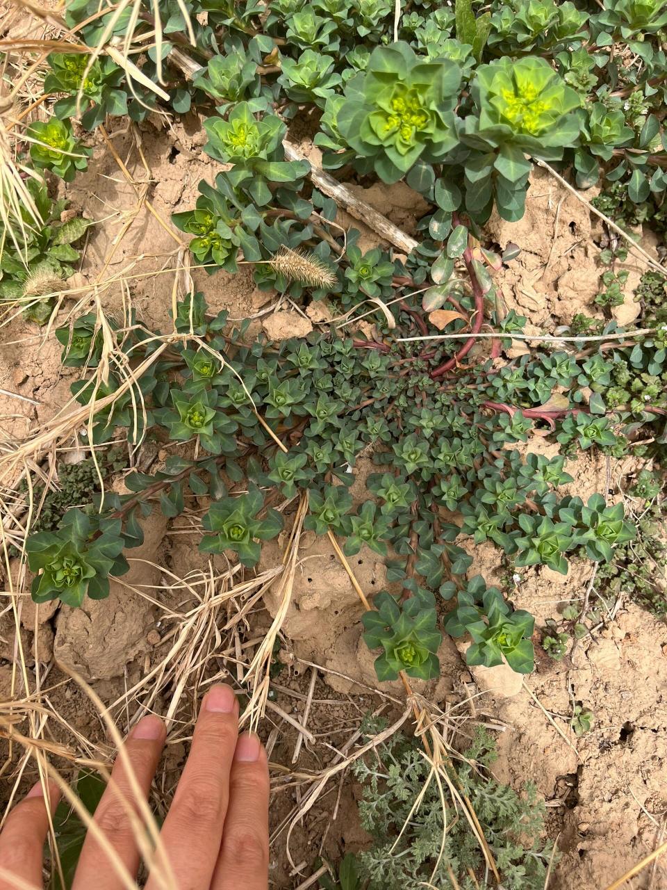 识百草-泽漆 俗话说:春食野,夏吃苦.