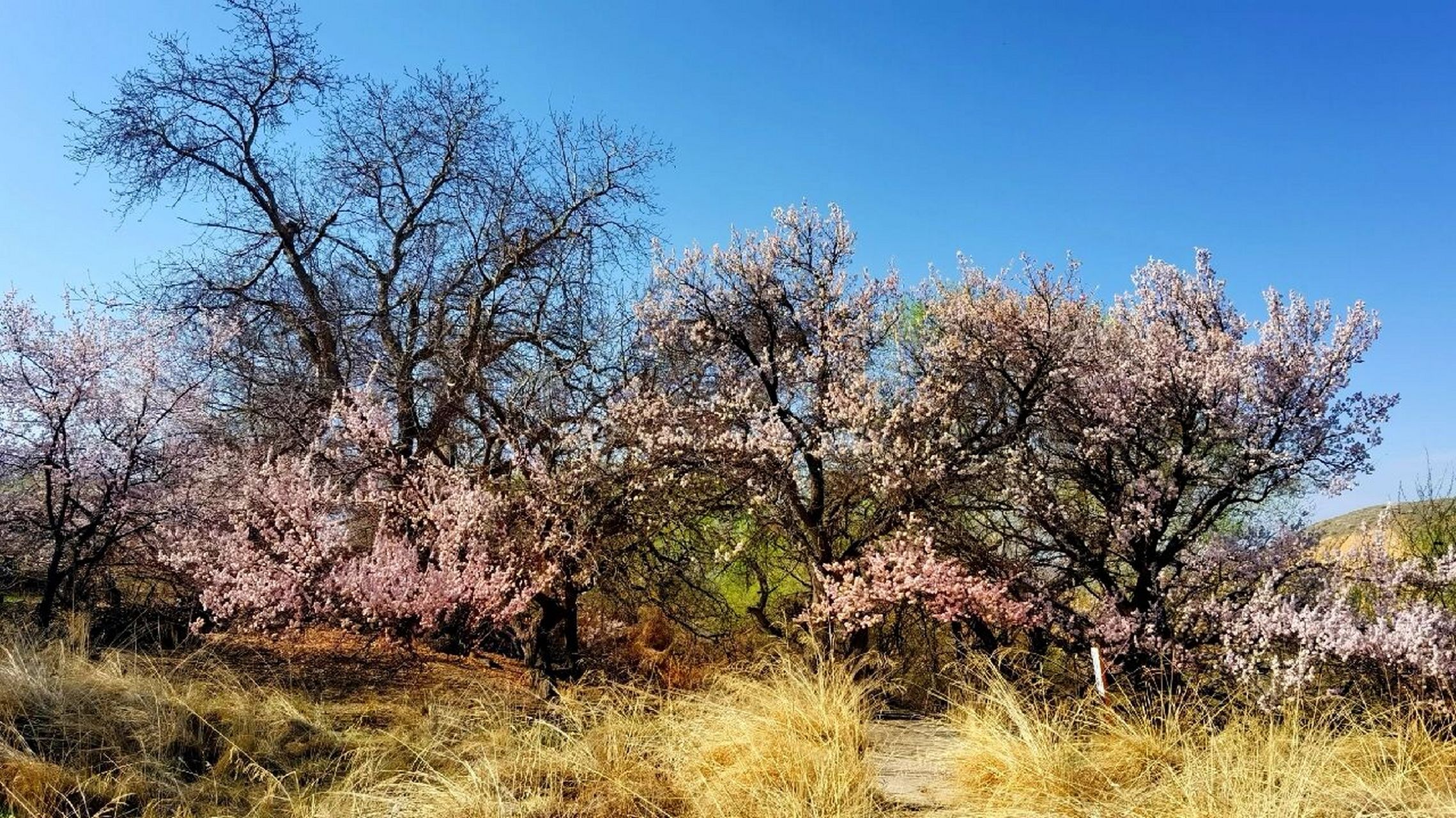 天山神木园 天山神木园位于天山南麓,温宿县北60公里处.