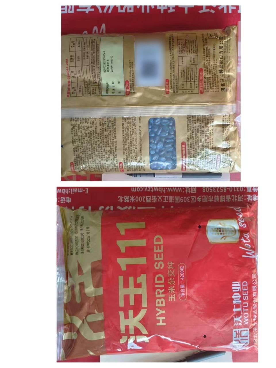 沃玉3号,沃玉111玉米种,优质高产,耐高温,抗锈病,抗倒伏.