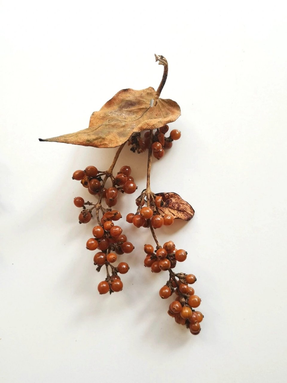 鸡屎藤即鸡矢藤(学名:paederia foetida),为茜草科鸡矢藤属多年生草