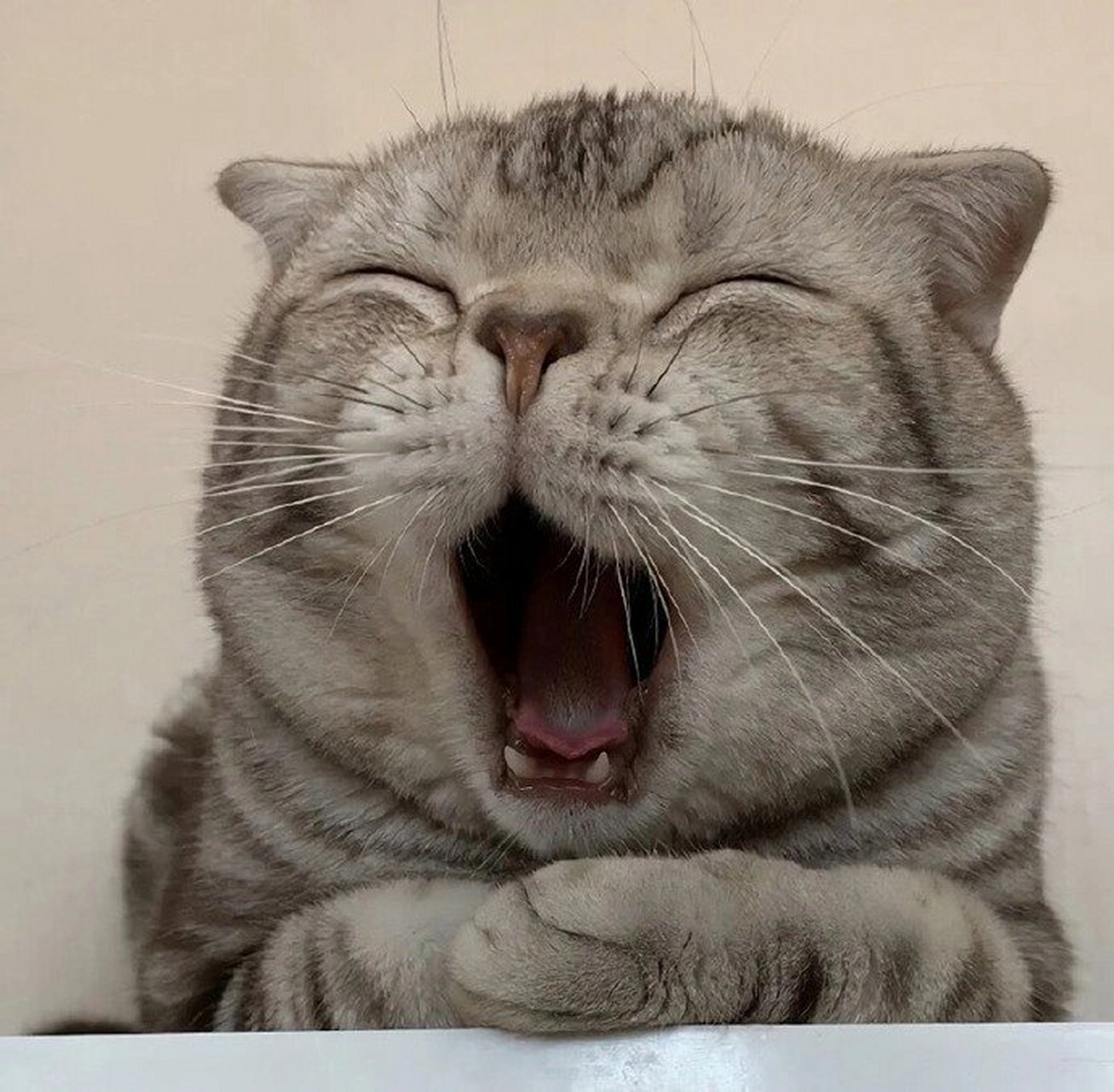 一组不正经微信头像奉上7715