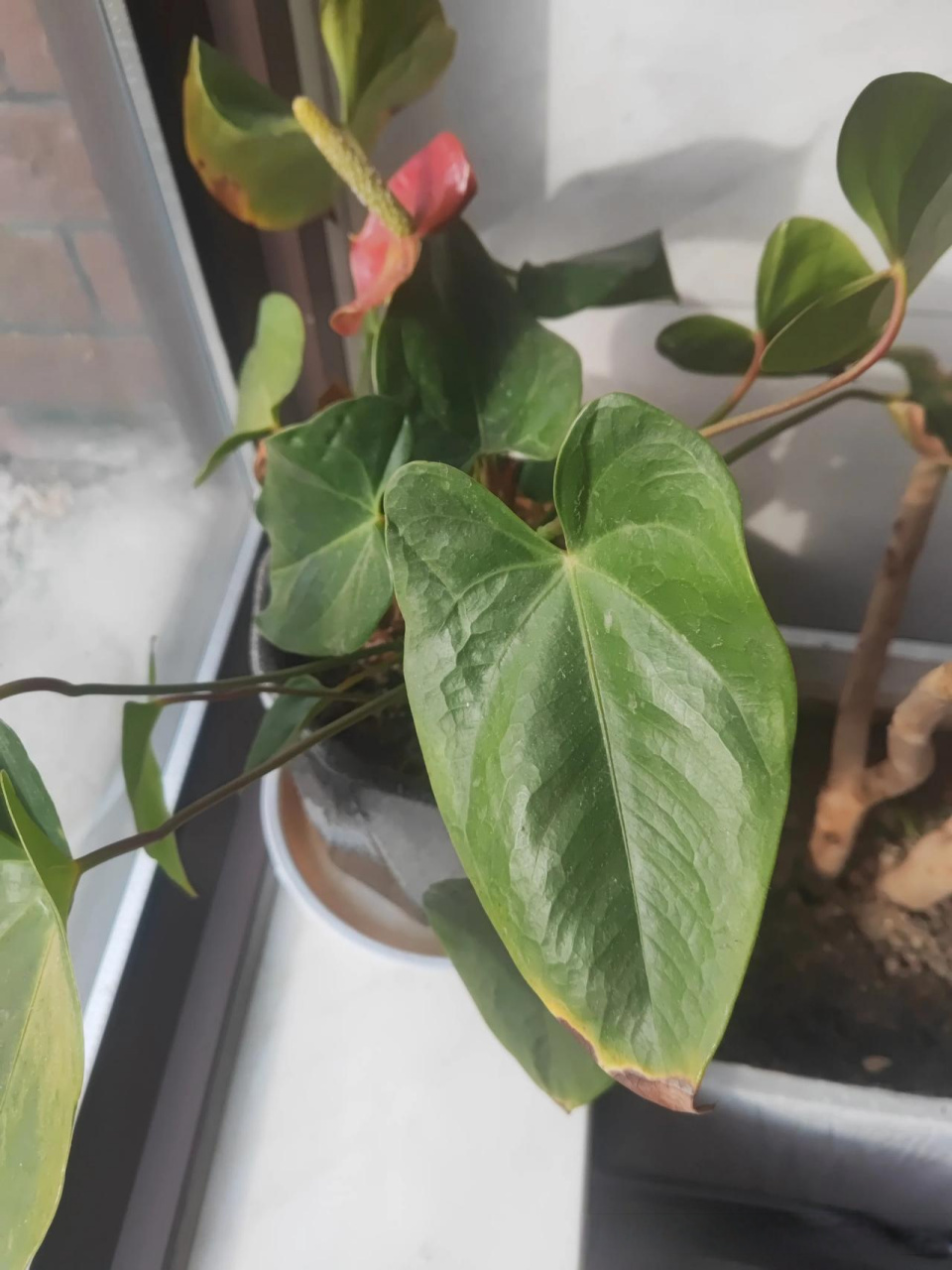 阳台的红掌蔫了