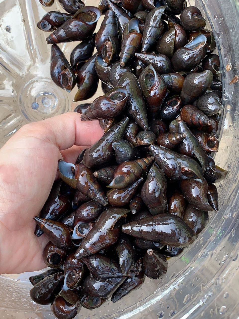 纯野生. 	 郊游在水溪捞的,到大排档请人加工成坑螺鸡,太鲜美了.