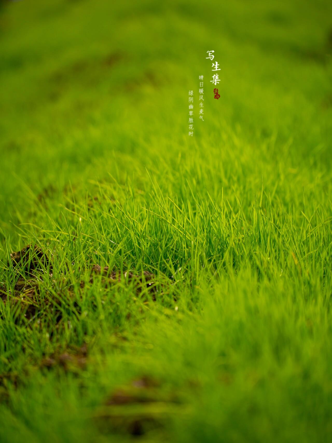 春天的影像诗|小草