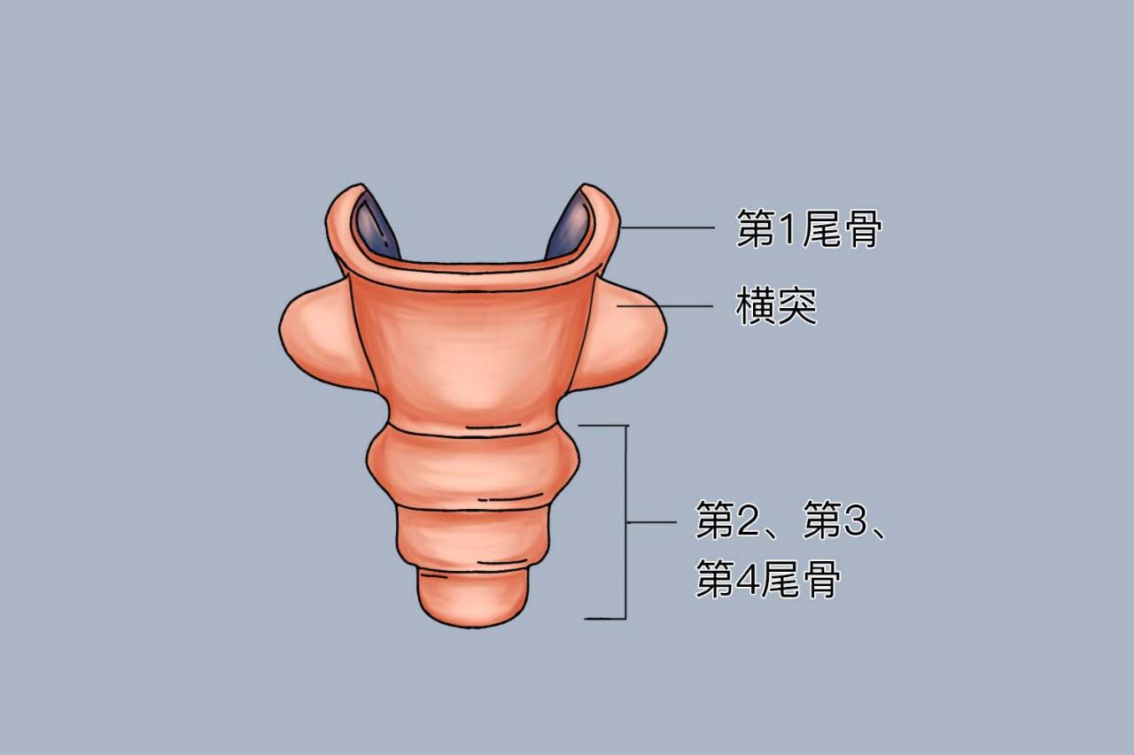 尾骨的位置图