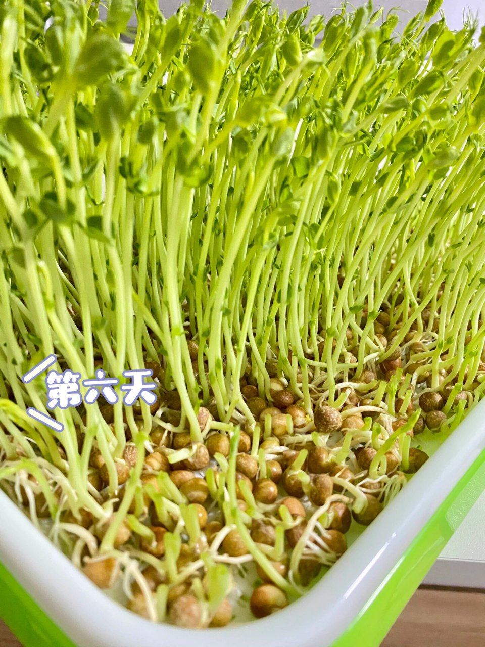 芽苗菜成长记录 第一次尝试水培芽苗菜,图中麻豌豆坐标广州1周收获