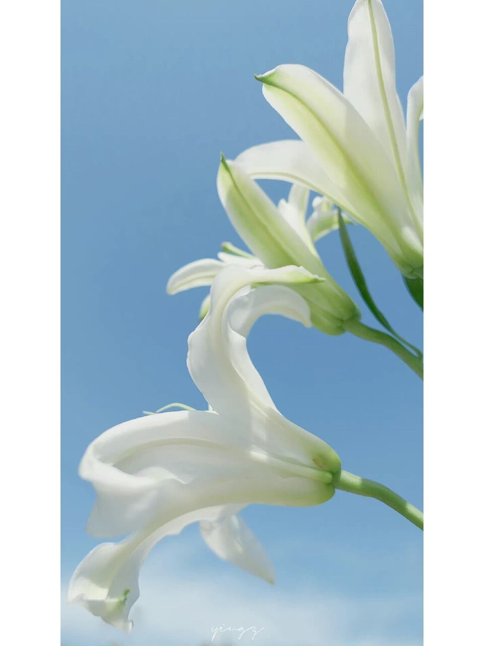 百合花壁纸分享～ 有一种花叫百合花,它的花语是:百事合意.