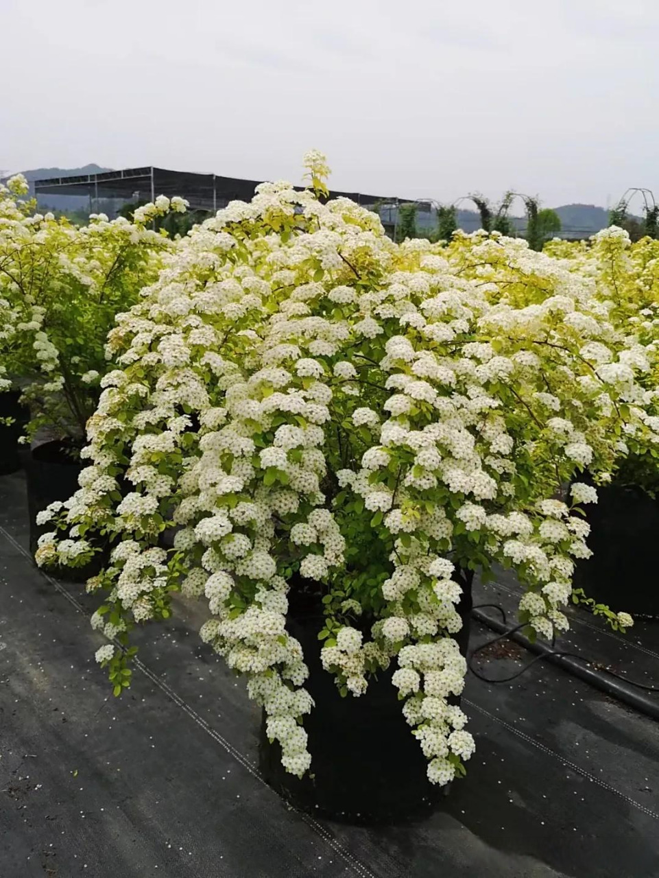 黄金喷泉也叫黄金绣线菊,是蔷薇科绣线菊属多年生落叶小灌木丛植物