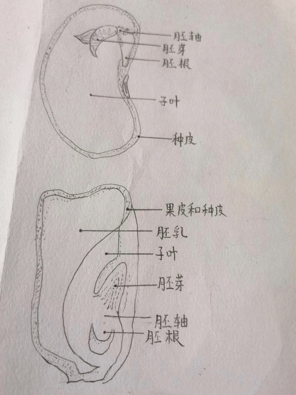 七上生物菜豆结构图图片