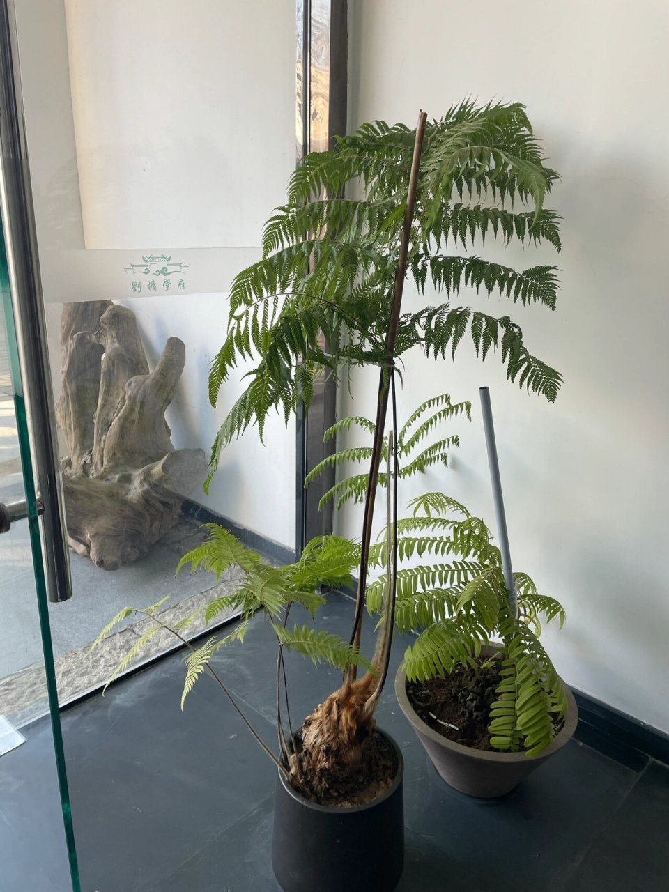 这是个什么植物?金毛狗蕨?