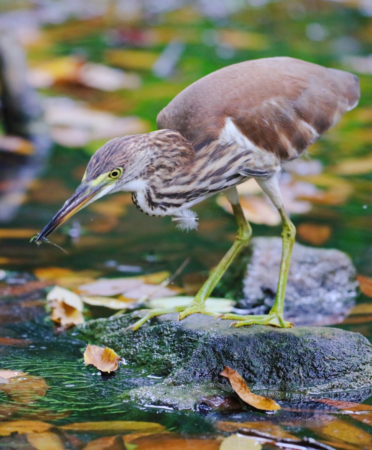 今日野拍～池鹭   今日午间走拍,池鹭.
