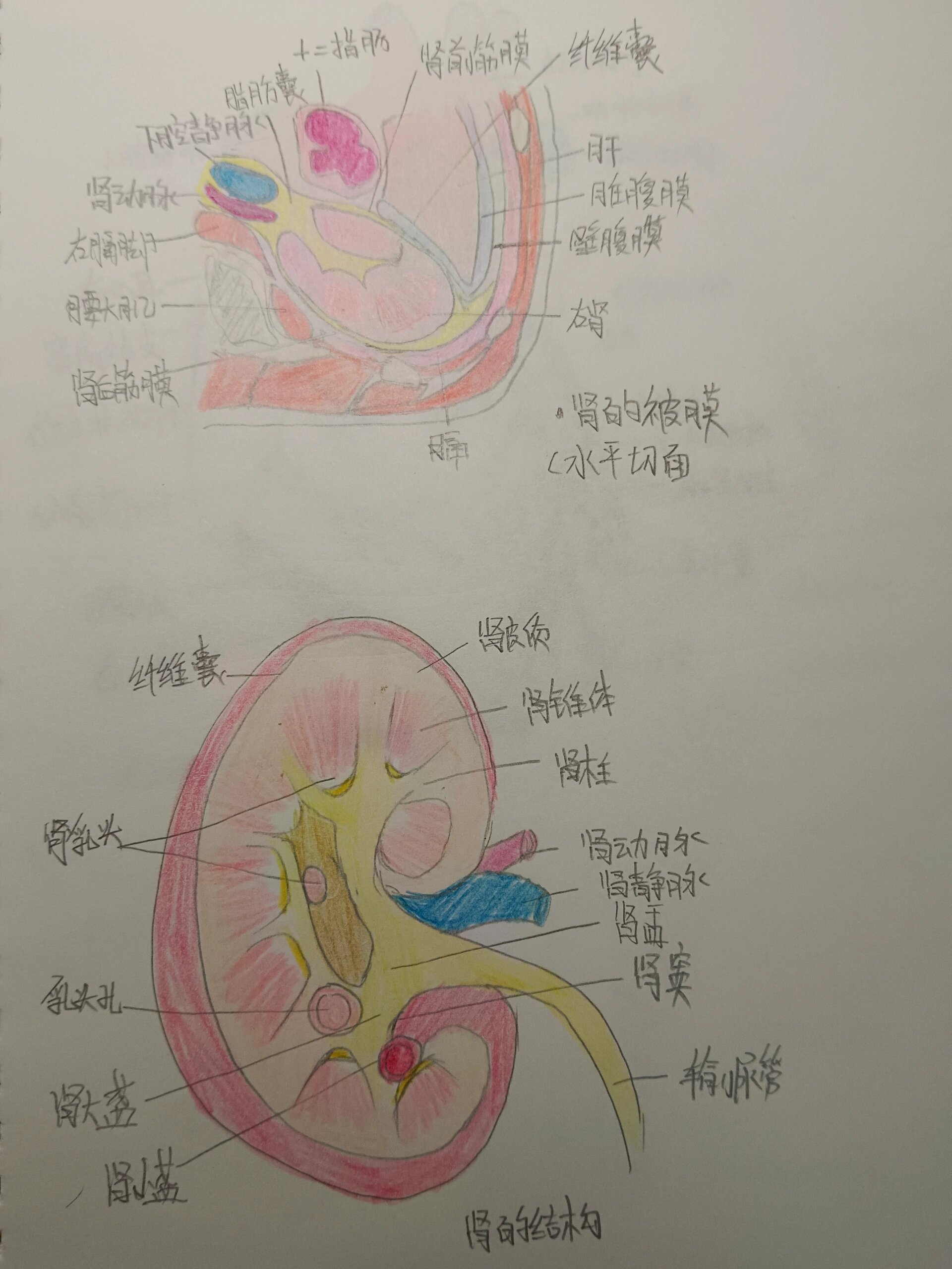 肾的结构 肾的结构绘图和被膜切面绘图