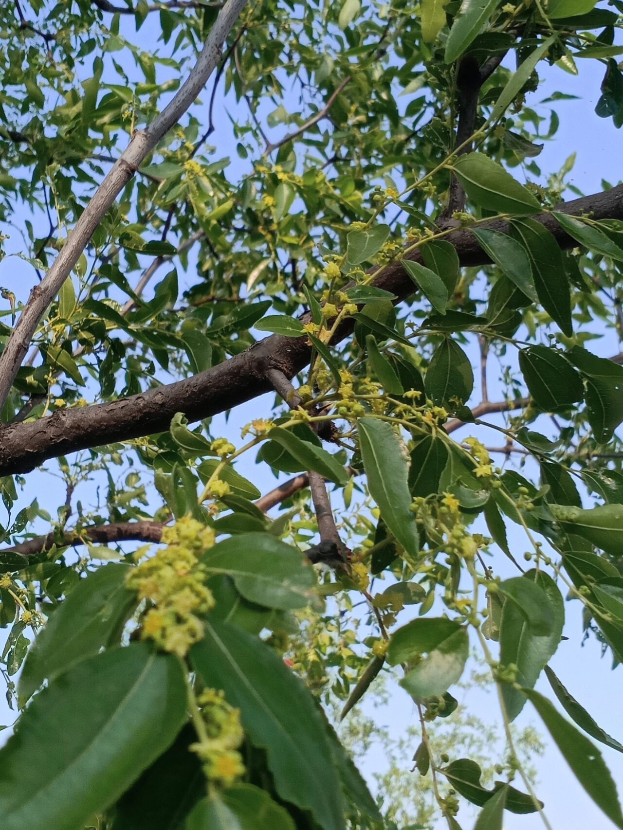 红枣树花的图片大全图片