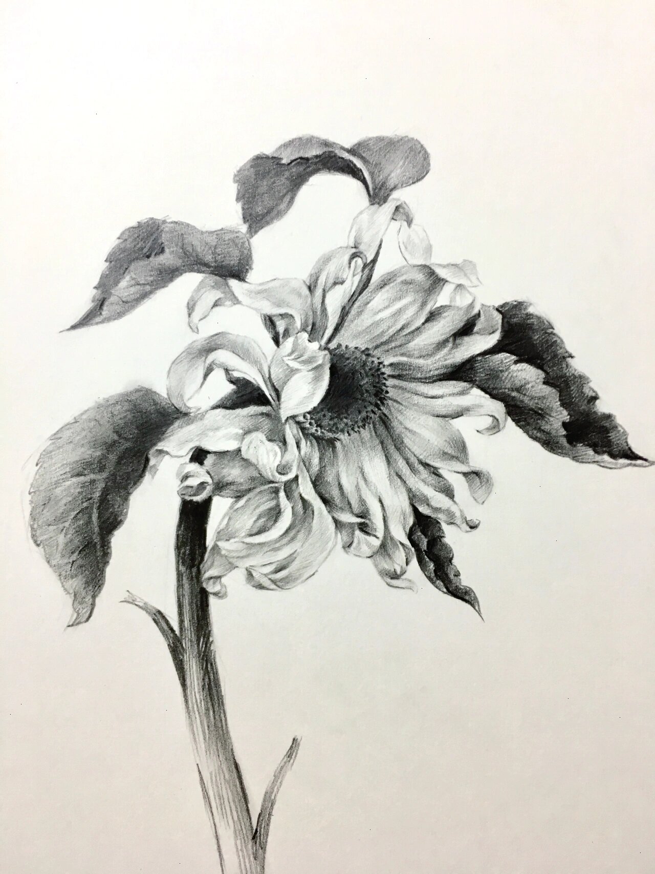 书上的原图是彩色的 我将它用素描的形式简单表现了一下 并拍下了一些