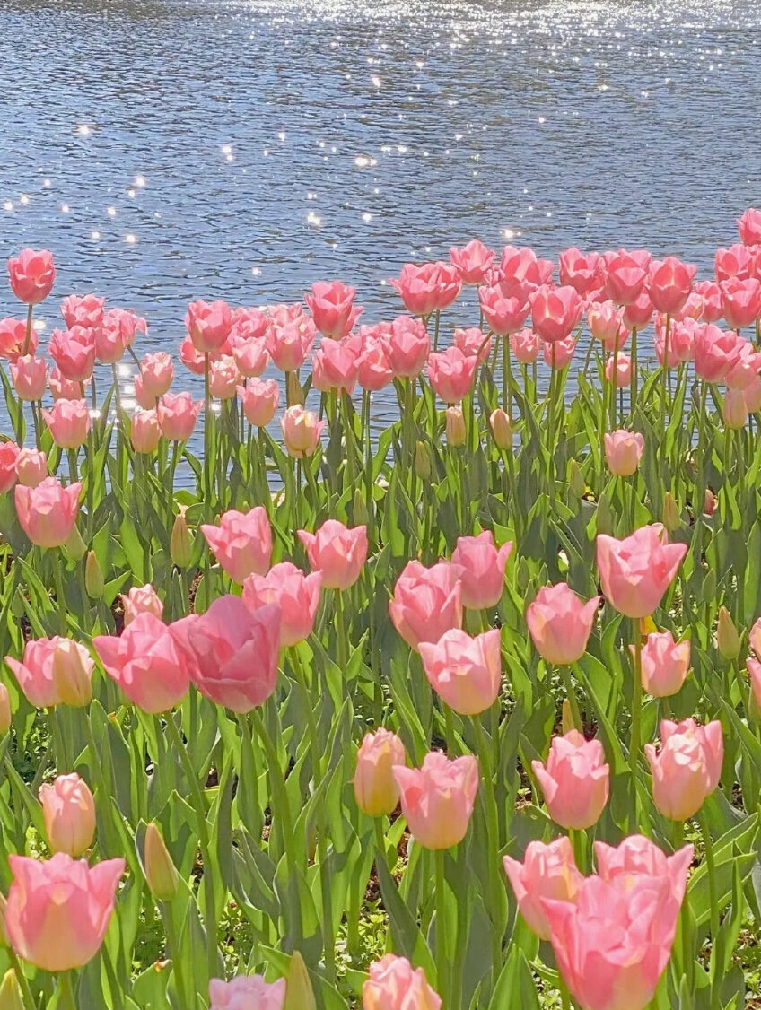 背景图:花 嘿嘿,最近喜欢收集根花有关的背景图,我来跟大家分享一下