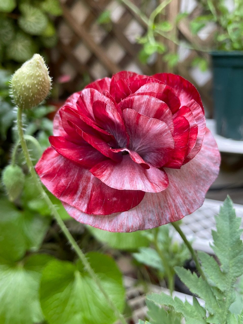 雪莉系列虞美人 任何人没有种过我都会伤心的,安利!安利!安利