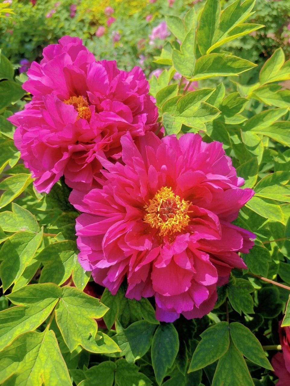 牡丹是大家所熟知的一种鲜花,它有着雍容端庄,富贵吉祥,繁荣昌盛,清高