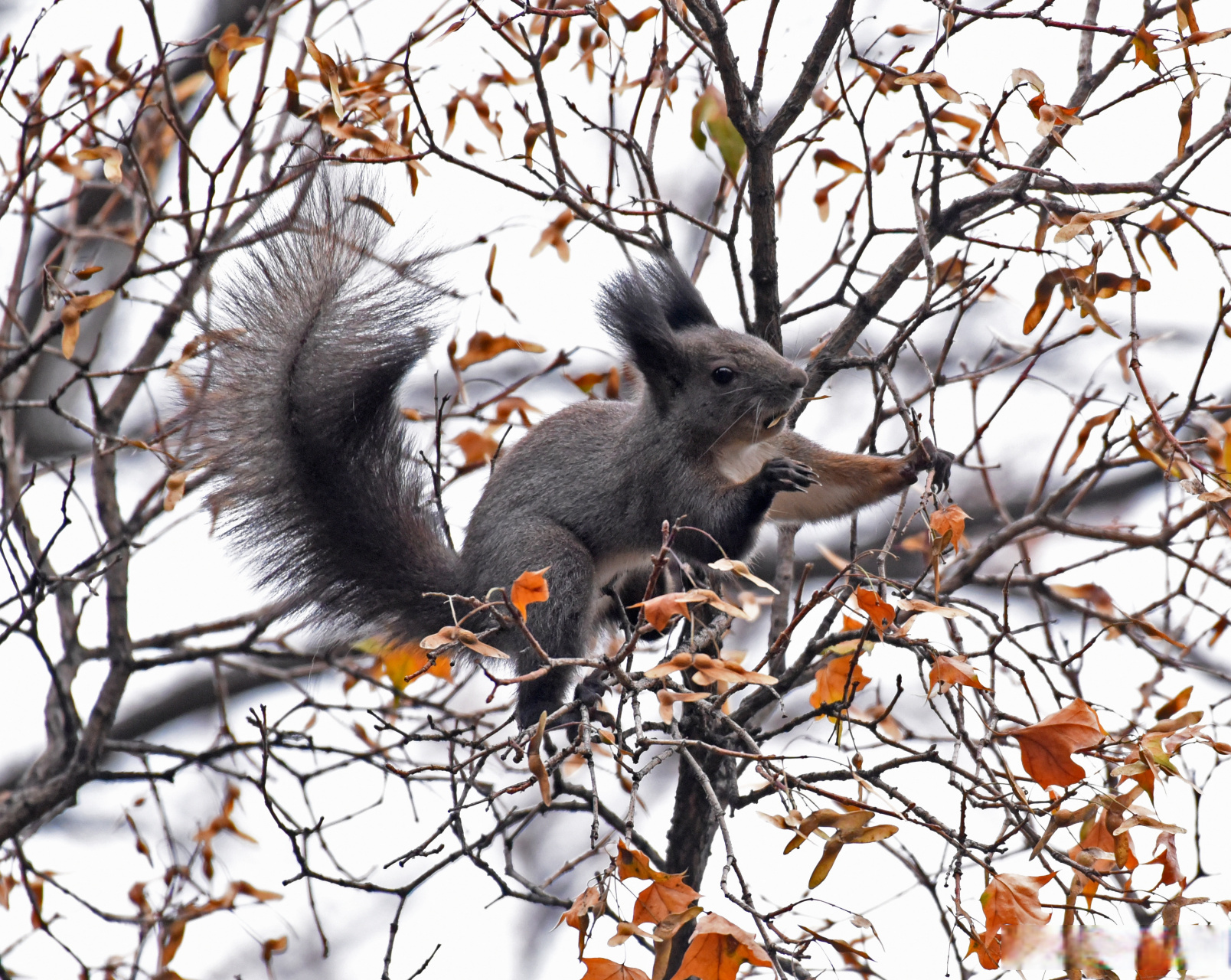 【你认识北松鼠吗?