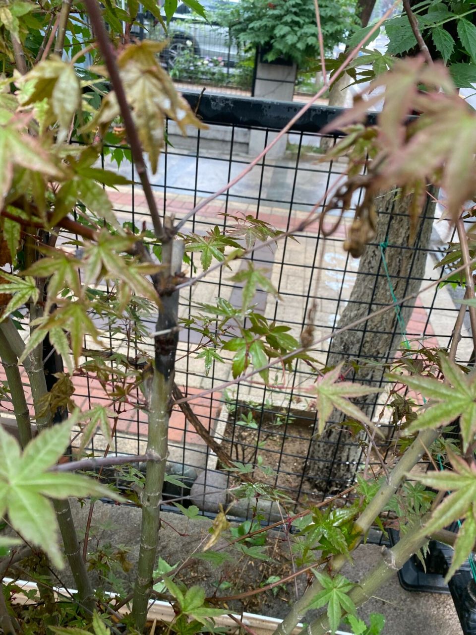 枫树黑杆了,怎么办