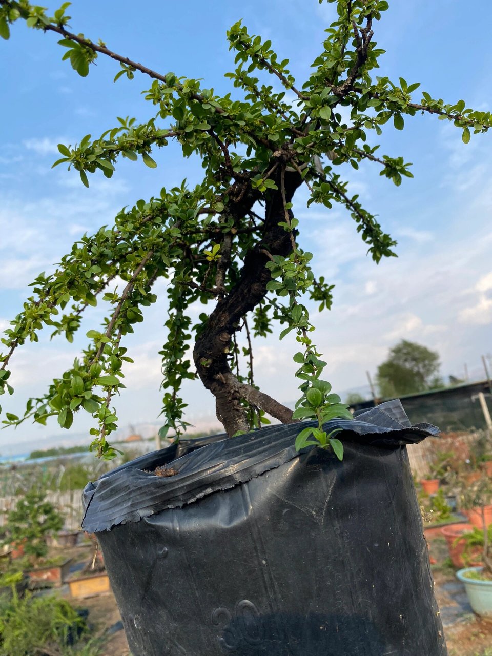 云南铁马鞭盆景