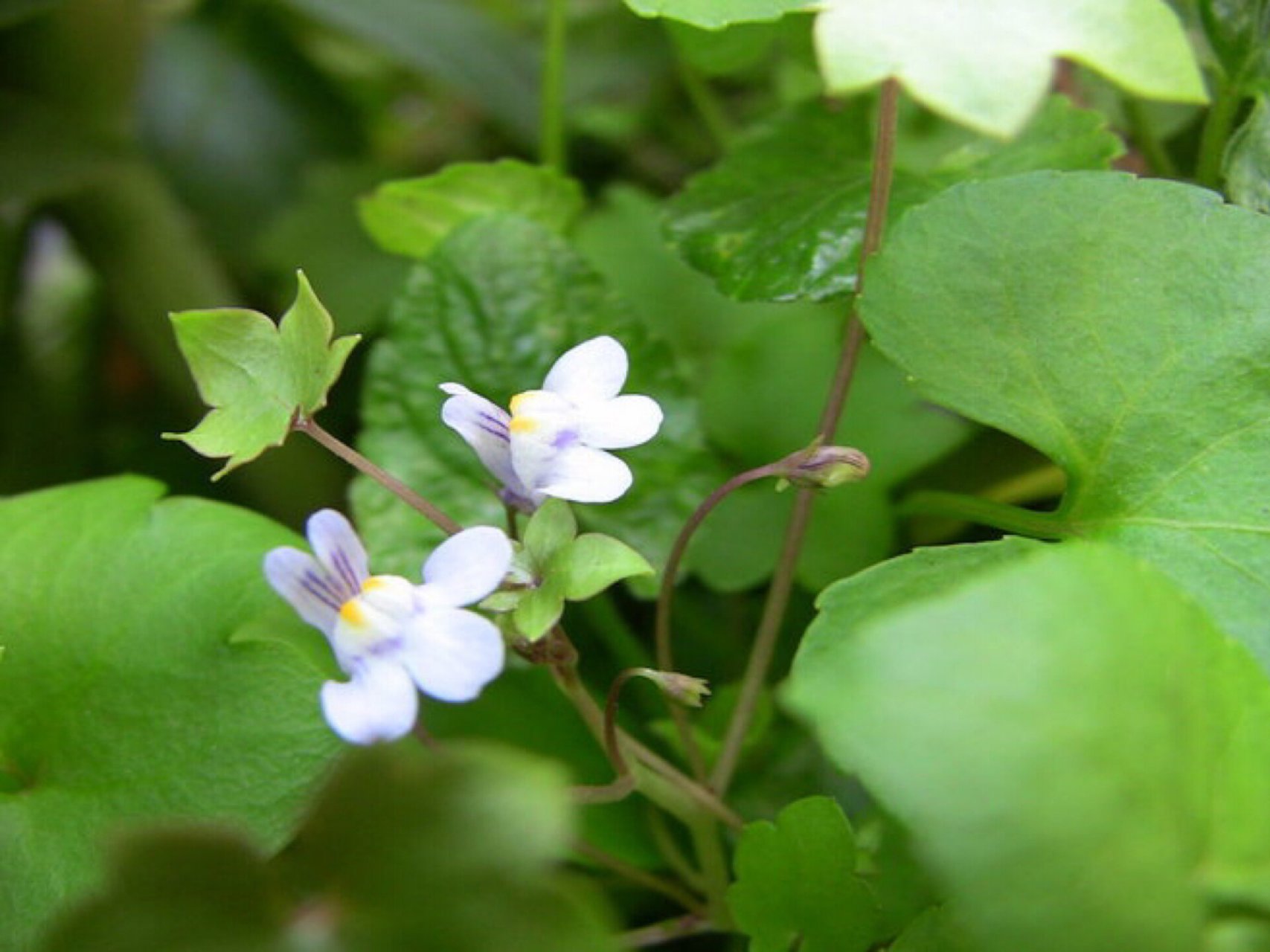 每日一花|蔓柳穿鱼 蔓柳穿鱼:又名梅花草,是柳穿鱼属玄参科蔓生多年生