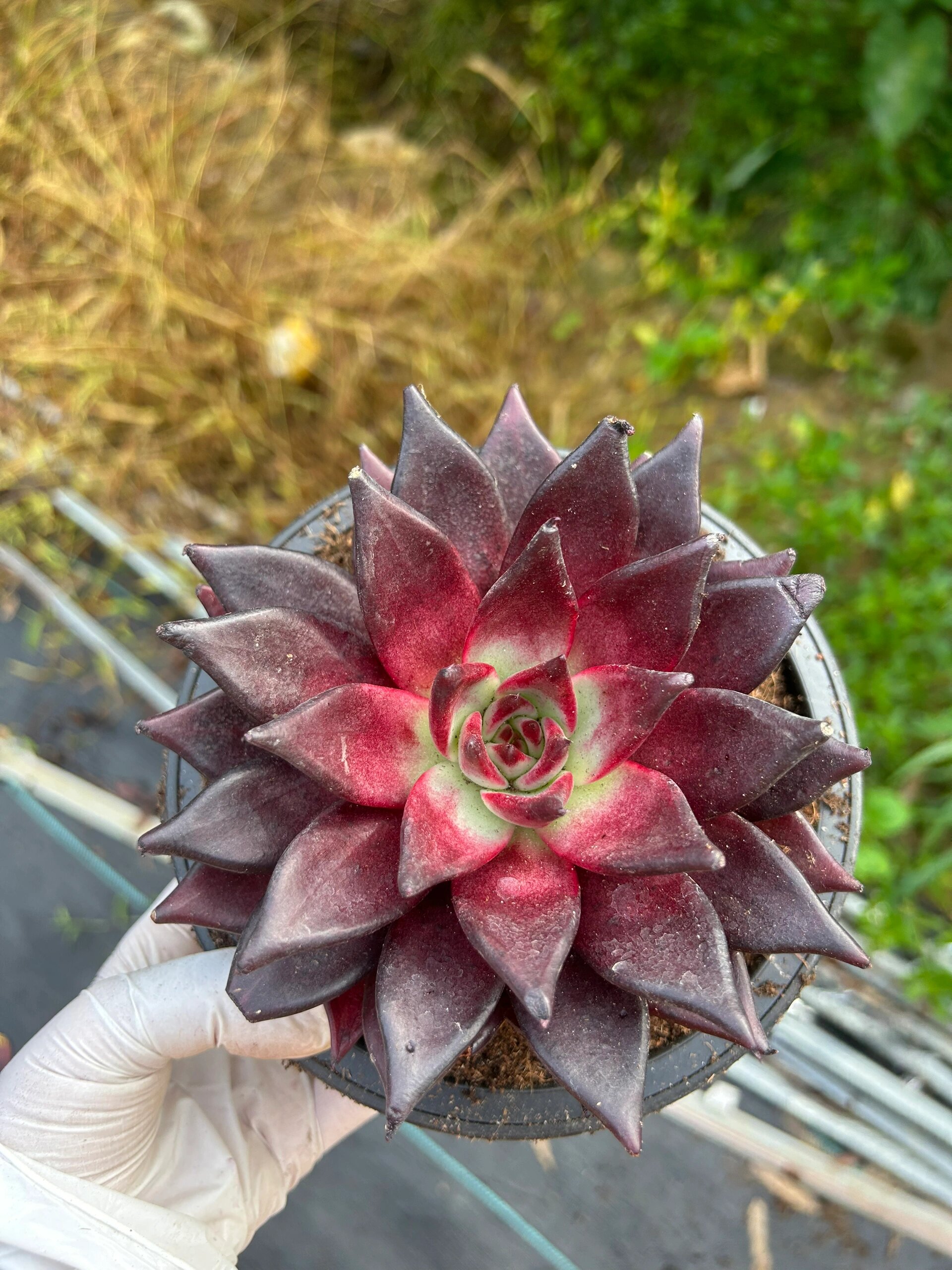 东云系肉肉卡宴 谁家卡宴,红的发黑啊,比车厘子还黑#多肉控