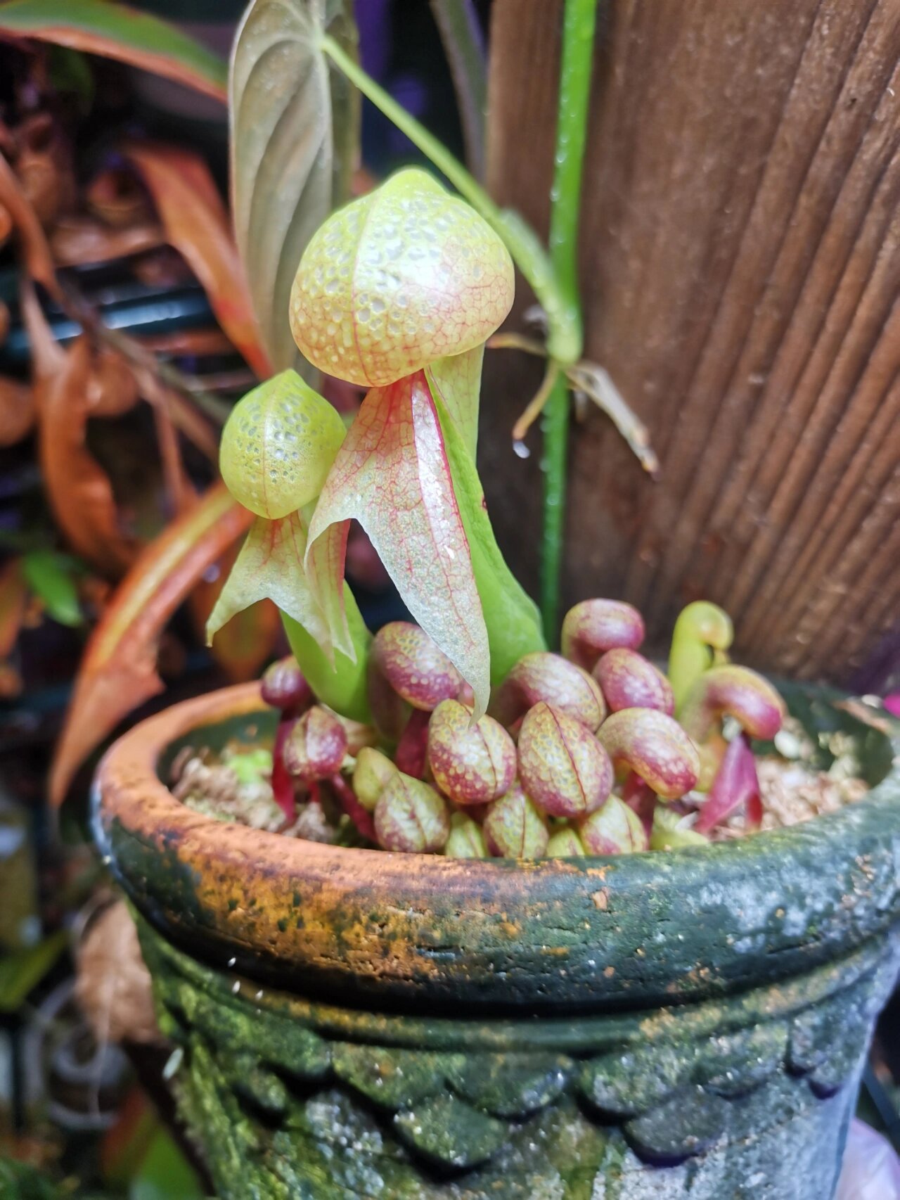 眼镜蛇瓶子草 | 食虫植物