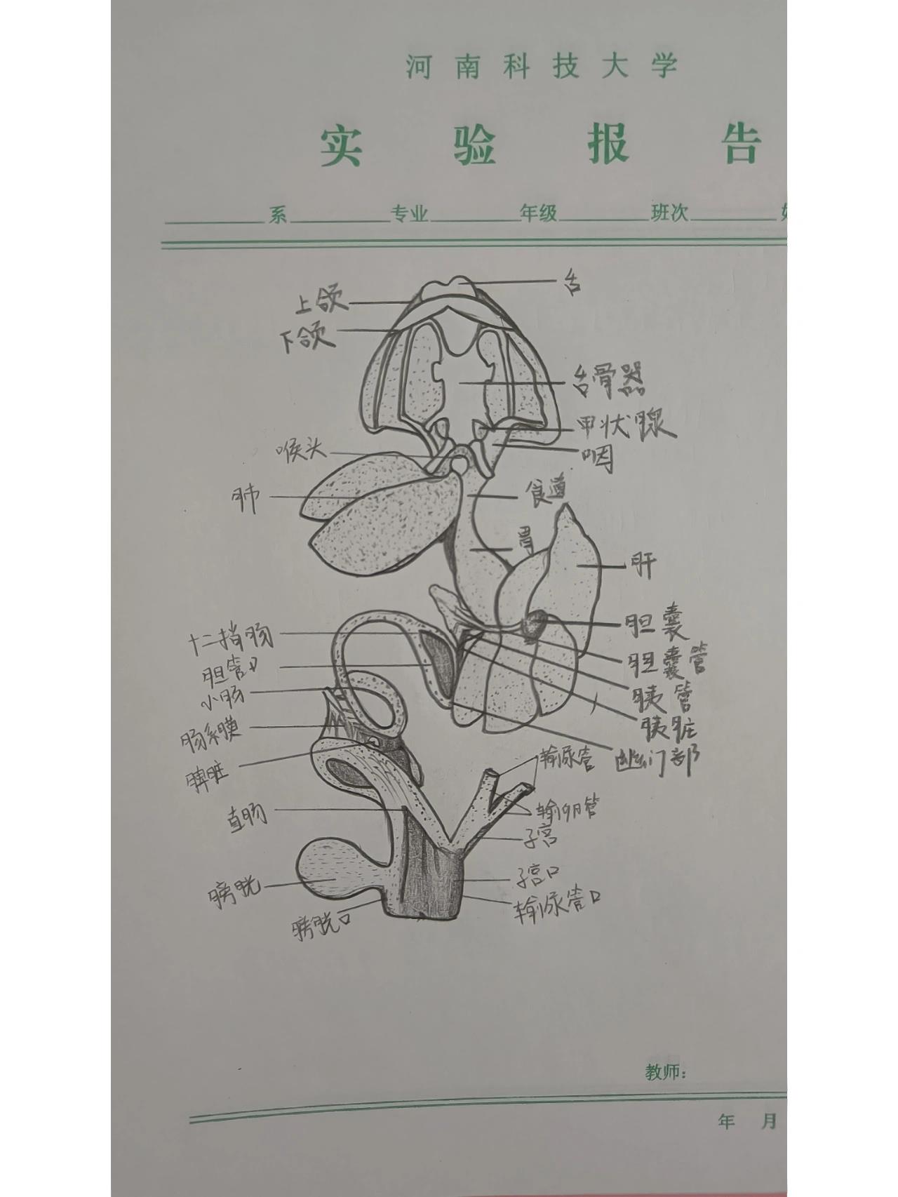 解剖图实验报告 牛蛙消化系统示意图
