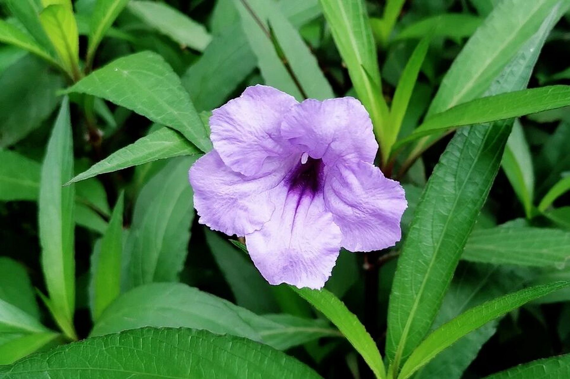 兰花草与蓝花草图片