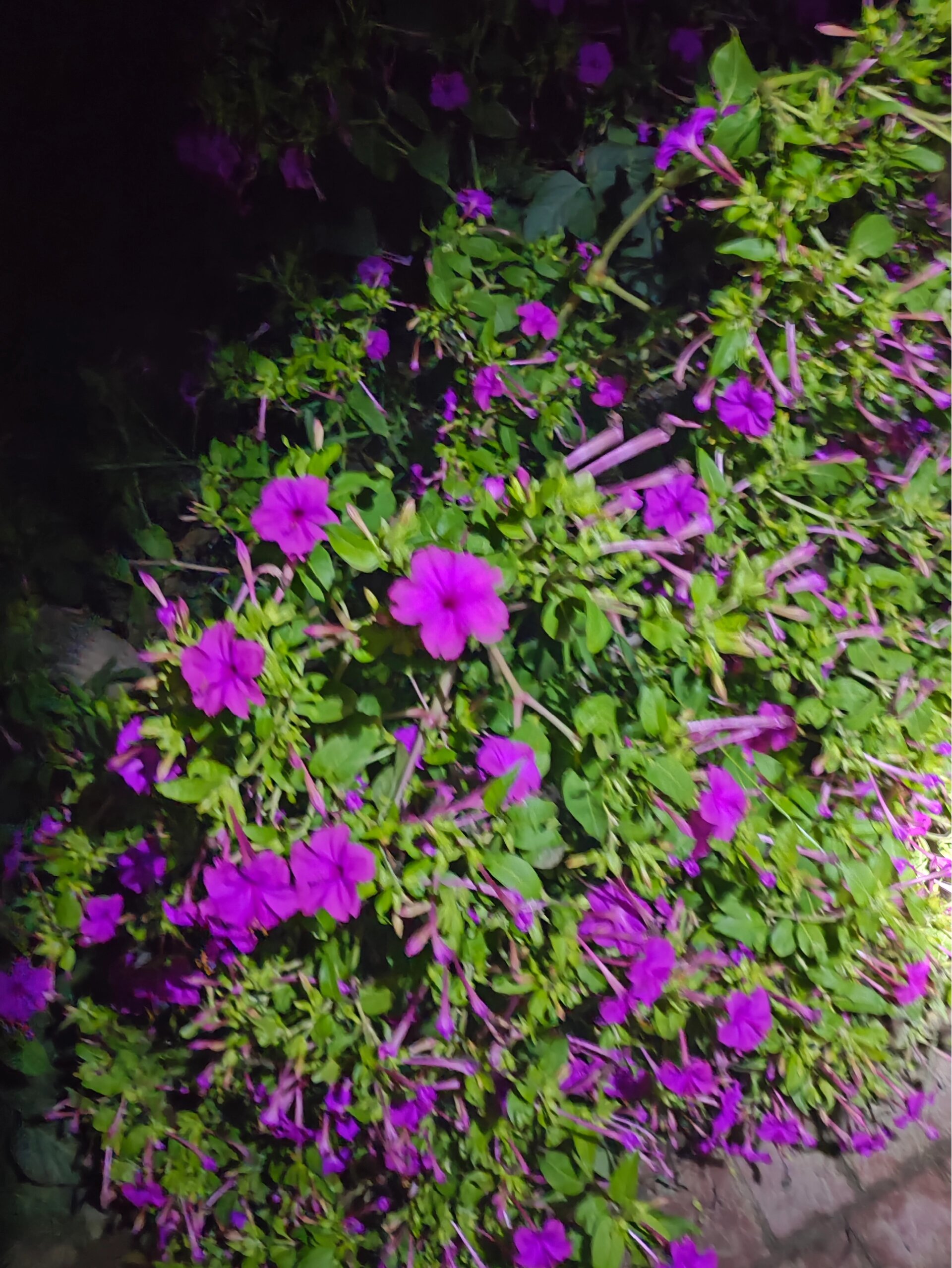 灯光下的夜香花 在我们当地夜来香也叫做千里香,顾名思义,它的花瓣只