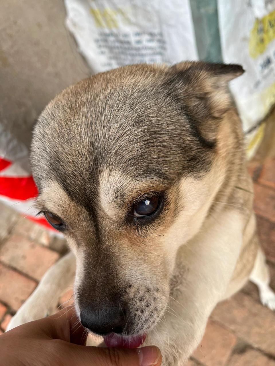 狗狗眼睛白色一层膜求原因 狗狗眼睛有一层白膜很久很久了,半年了吧