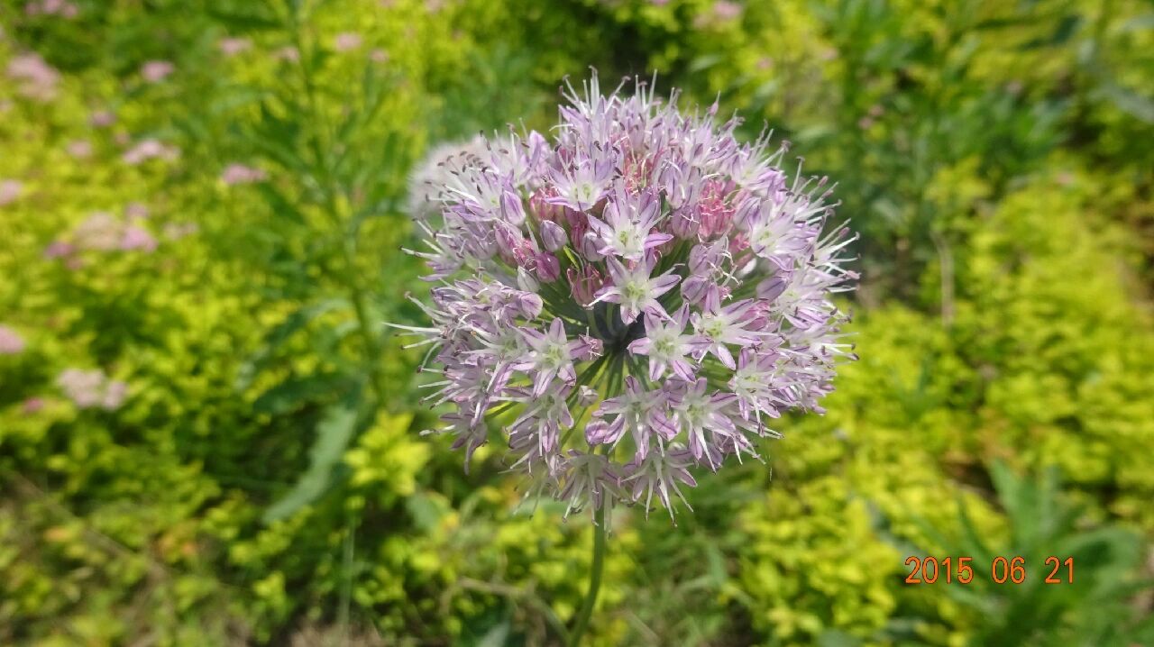 小根蒜,又叫薤白,百合科葱属,著名野菜