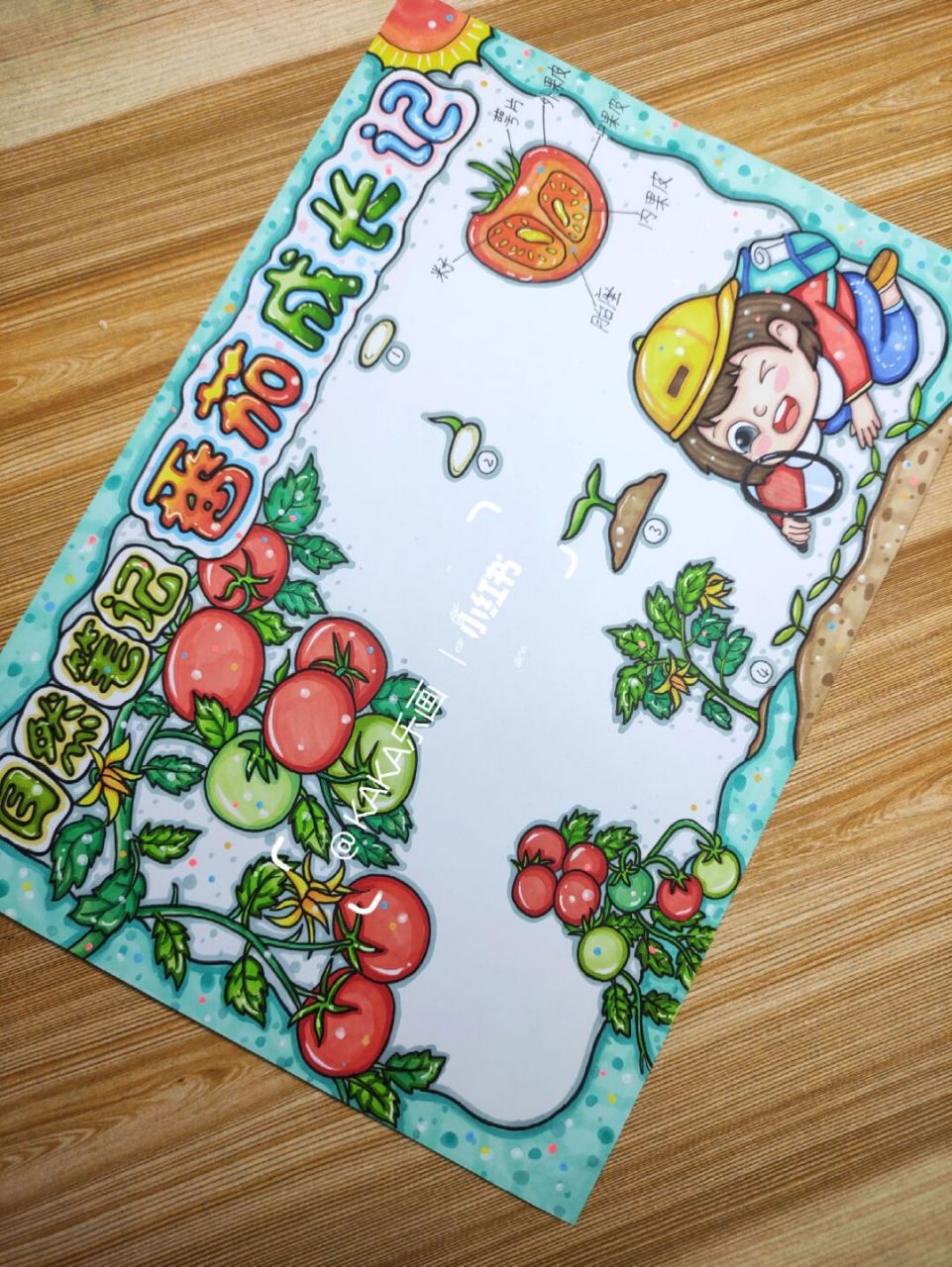 自然笔记/观察日记,97番茄成长记模板