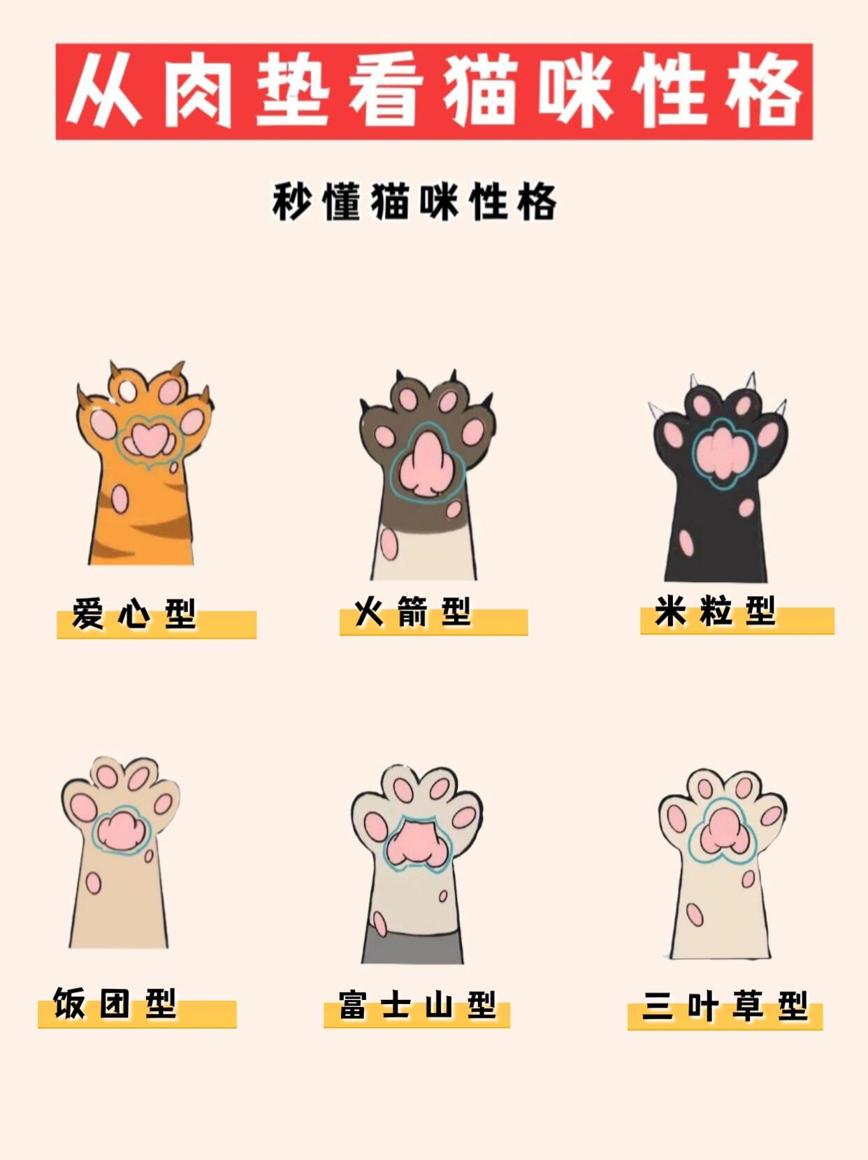 猫咪肉垫看性格图图片