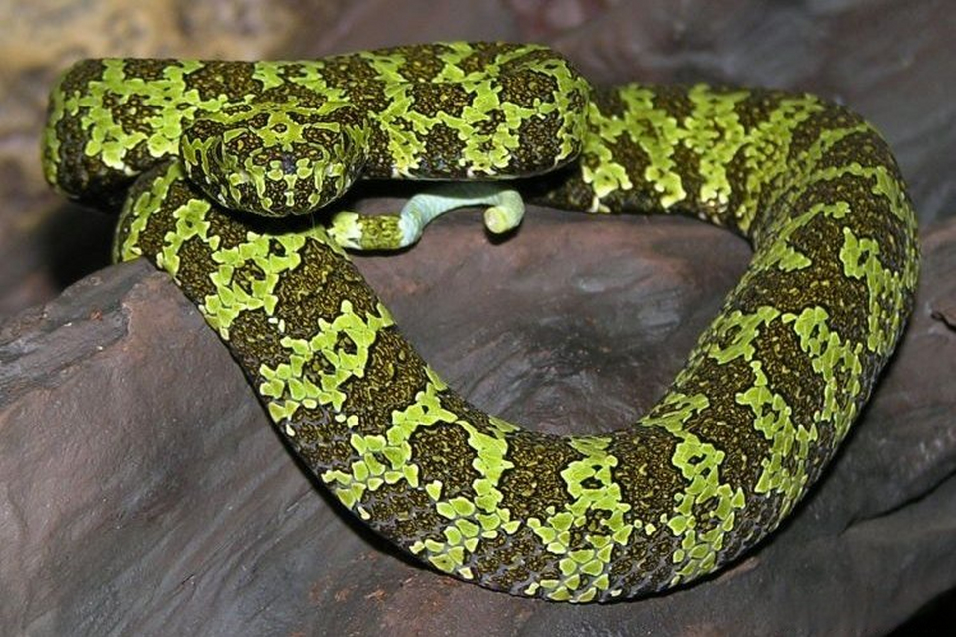 女子爬山和烙铁头蛇合影#  近日湖南宜章县莽山,女子爬山途中,发现