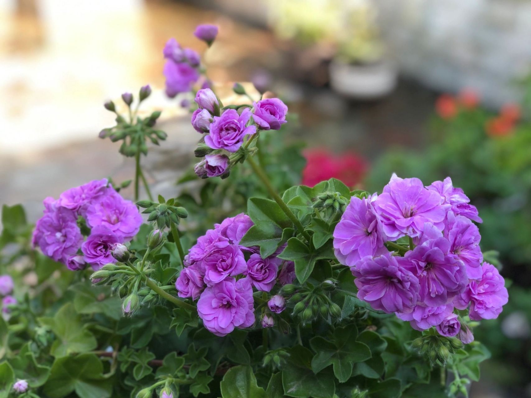 今日分享:天竺葵—夏日玫瑰 94这是最爱的天竺葵,没有之一了.