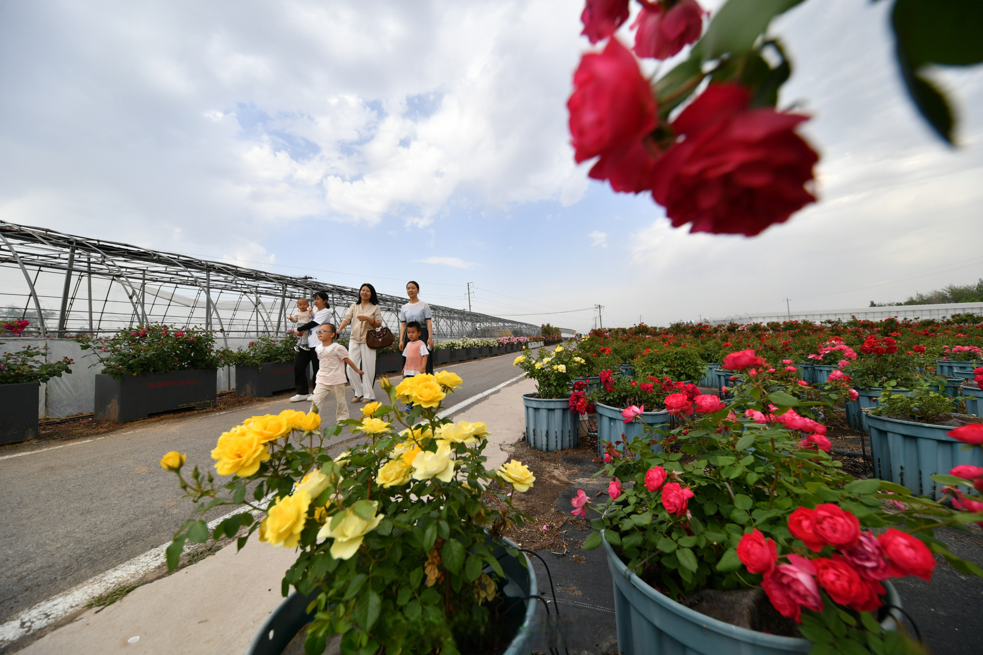 发展】初夏时分,邯郸市肥乡区辛安镇镇西贾北堡村果蔬大棚内的小番茄